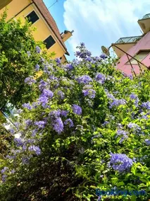 Perla Nera Guesthouse - Image 2