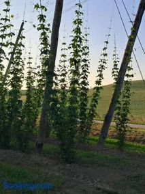 Holledauer Hopfakammerl - Image 2