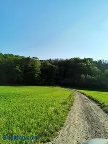 Forest paradise - Image 2