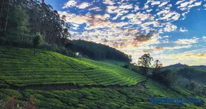 Munnar Valley View - Image 4