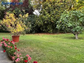 Acero Giallo - Image 3