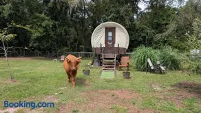 Highland Cow Glamping in a Cozy King Bed Wagon - Image 2