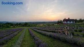Lavanda Carasova - Image 2