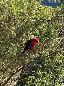 Rosella's On Springbrook - Image 2