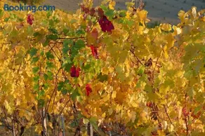 Il Grillo Parlante - Image 1