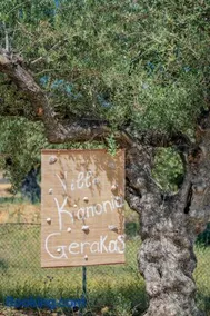 Villa Kanonia Gerakas - Image 4