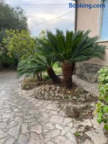 Il giardino delle Cycas - Image 1