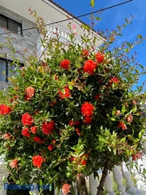 Dionisos Roses - Image 3