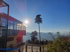 Himalayan Cedar - Image 3