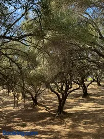 Trees of Heaven - Olive House - Image 3
