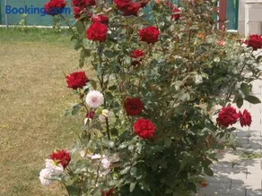 Apartmán GARDEN - Image 4