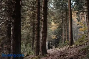 Glentress Forest Cabins - Forest Holidays - Image 5