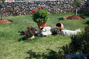 Paloma - Image 2