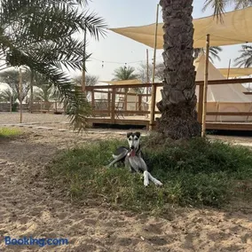Naseem Farm Escape - dog-friendly camp site - Image 5