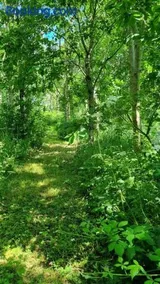 Little Hallegan-with private woodland - Image 2
