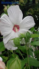 Sommerfrische - Image 2