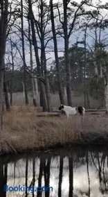 Chincoteague - Image 5