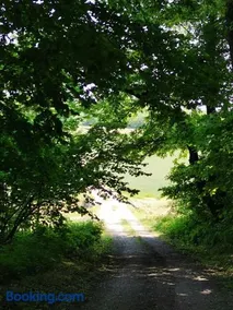 Forest paradise - Image 3