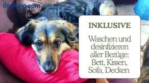 Hundeurlaub - Tiny House im Wald - Image 2