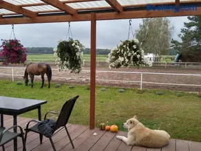 Domek przy stajni Bogdanówka całoroczny - Image 3