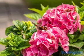 Appartamento adatto alle famiglie con terrazza, griglia e giardino | Vista sul giardino | Accetta animali domestici - Image 2