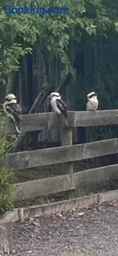 Akyra - Trentham VIC - Image 2