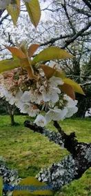 Cherry Orchard Retreat - Image 5