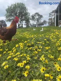 Campaspe Valley View 20 Acres Farm Stay - Image 4