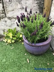 Lavender Cottage - Image 4