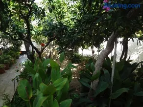 Cozy Citrus Garden House by the Seaside. - Image 2