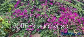 SUITE Bougainvillea - Image 1