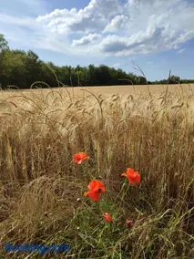 Maison de campagne avec grand parking privé -calme et sérénité - Image 2