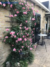 The Rose - Image 3
