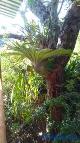 Marepe Flora Mountain View - Image 2
