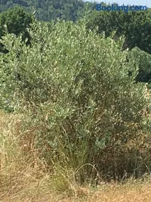 Domaine le Commandaire - Image 3