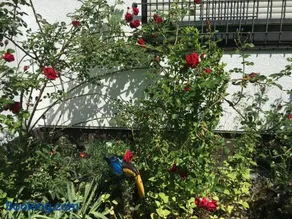 Vor den Toren Bambergs - Einfamilienhaus mit Garten! - Image 1