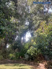 Bird Paradise In Bush setting - Image 2