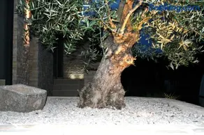 Olive Charm - Image 1