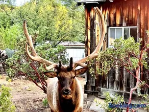 Hidden Gem Retreat in the Heart of Payson - Image 4
