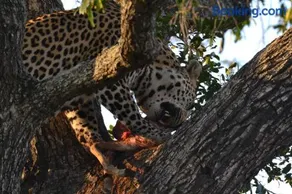 Masingitana Tented Camp - Image 1