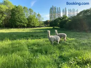 Hillcroft Holiday - Dragonfly Lodge, Woody Hut & Alpaca My Tipi Glamping - Image 1