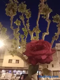 Monroser - Image 2