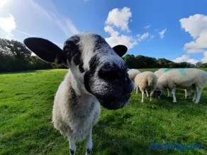Farm Stay with animal experiences, 30 minutes to Exmoor & Beaches, Pet friendly, Outdoor heated pool, Games barn, fast WiFi and parking - Image 5