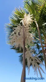 Las Palmeras - Image 2