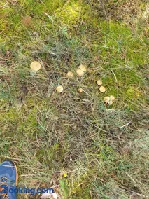 Liedaga Joma - Image 5