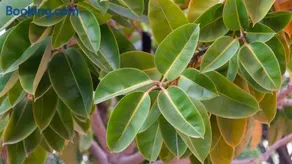 Casa Ficus - Image 4