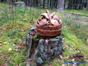 Agroturystyka Pod Świerkami - Image 3