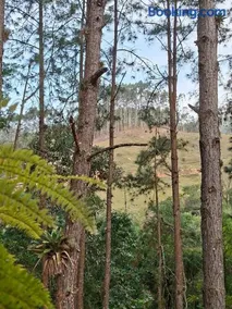 Cabana Beija Flor, a nest in nature - Image 1