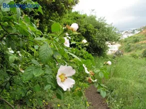 Tourism in the village - Image 2