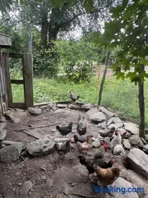 The Cowboy Bunkie - Image 1
